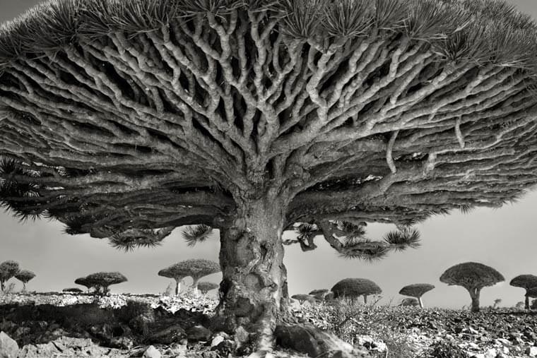 Ancient Trees – A photographer captures the oldest trees around the world